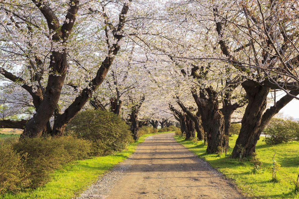 Cherry Blossoms in Kitakami, Iwate